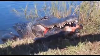【リアル音声】ワニが亀をバキバキ喰らう捕食が凄すぎる！貴重映像！