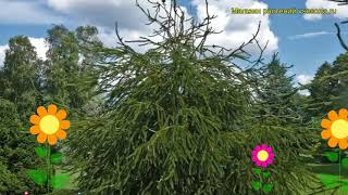 Ель обыкновенная Виргата. Краткий обзор, описание характеристик picea abies Virgata