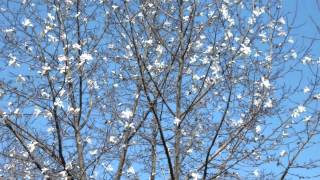 箕和田湖：「こぶしの花咲く季」：埼玉県入間郡毛呂山町