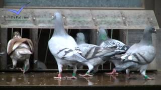 Peter Haas *Day with...* (Racing Pigeons, Brieftauben, Palomas) [2013]