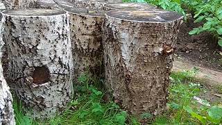 Грибы в Полевском. Выращивание Вешенки на пнях.
