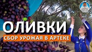 КРЫМ. СБОР УРОЖАЯ ОЛИВОК В АРТЕКЕ. КАПИТАН КРЫМ