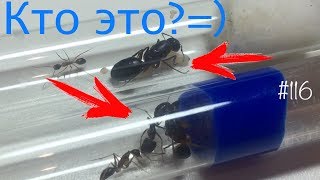 Не ждали? Посылки от AntHouse и AntPlanet // муравьи Camponotus sp. // #116