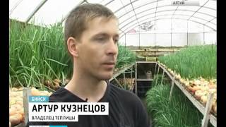 Житель Алтайского края построил под землёй теплицу для выращивания лука