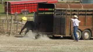 CowDog01
