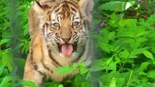赤ちゃんアムールトラ一般公開♪ - Baby Siberian tiger debut