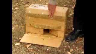 Catching a Swarm of Bees - Terry Winchester