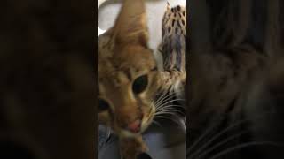 Stylisticat F1 baby boys at 7 months old.