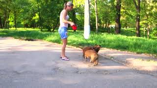 Стаффбуль. Знакомство и  случка. Staff Bull terrier. Evil bride.