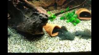 Bristlenose Breeding  Ancistrus Flirten