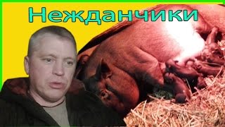 Свинka принесла поросят//Нежданный 0п0р0с //Зауральское подворье