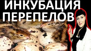 Инкубация ПЕРЕПЕЛОВ - ТЕМПЕРАТУРА и ВЛАЖНОСТЬ / график инкубации перепелиных яиц