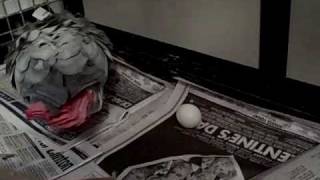 African Grey laid an egg!