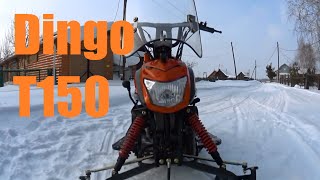 Irbis Dingo T150
