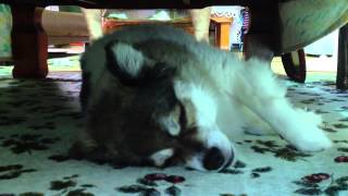 昼間のモコを隠し撮り きょうのわんわん Daily dog Moko