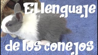CONEJO - El lenguaje y comportamiento de los conejos (4ª parte)