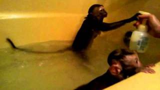 baby monkeys playing in bath tub...
