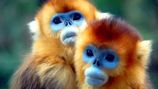 #Выставка #обезьянок! Exhibition kids monkeys!