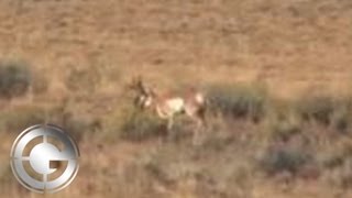 715 Yard Muzzleloader Antelope Kill Shot - Long Range Hunting