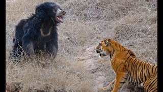 Tigers kill bear - Tigers attack wild boar and deer - Tiger vs lion easy fight! Animals attack