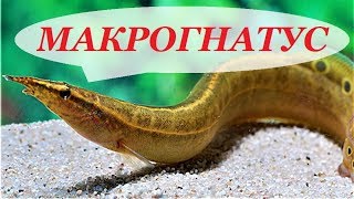 Макрогнатус Сиамский Глазчатый содержание, размножение, совместимость, кормление