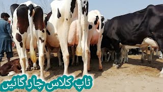 Cross/austrilian frezian beautiful and top class four cows milky cows big howana/mandi dolli saheed