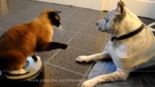 Roomba Cat swats Dog pit bull Sharky. Max-Arthur on iRobot Roomba Vacuum. Cat vs Dog. HelensPets.com