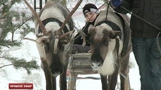 Сбежавших оленей Деда Мороза нашли под бой курантов