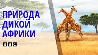 ✪ Поразительный Документальный фильм BBC о природе и животных дикой Африки BBC на русском