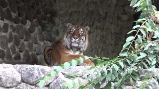 Амурский тигр (лат. Panthera tigris altaica)