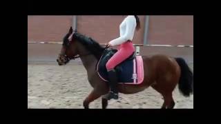 Dressur reiten mit Dorina