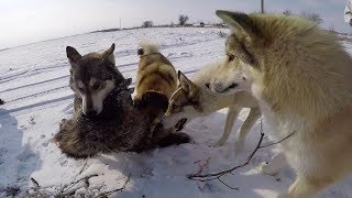 Охота на хищника 2018 / Predator hunting / GoPro hero