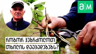 როგორ ვებრძოლოთ თხილის დაავადებებს...