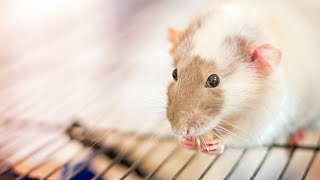СМЕШНЫЕ ДОМАШНИЕ КРЫСЫ И ЙОГУРТ 3℅. ПРИКОЛ. Влог#47 dumbo rat