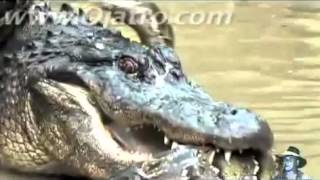 СМЕРТЕЛЬНАЯ СХВАТКА ПИТОНА И АЛЛИГАТОРА