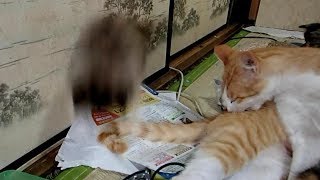 茶トラ猫のシッポで遊ぶ長毛サビ子猫ちゃん（笑）Kitten playing with adult cat tail【いなか猫２０１２】japanese funny cat