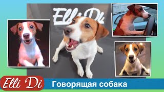 Приколы c собаками. Говорящая собака, собака разговаривает и просит. Elli Di.
