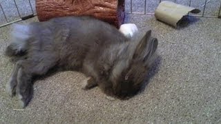 Cute Lionhead Bunny Rabbit