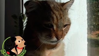 Раны у кота. История про кота Фредди с большой раной на шее