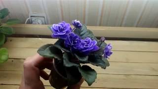 Массовое цветение моей коллекции фиалок! Обзор и описание сортов!