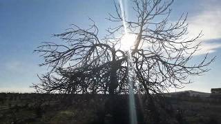 Higuera de los deseos en Moriles por Carnizonaplant