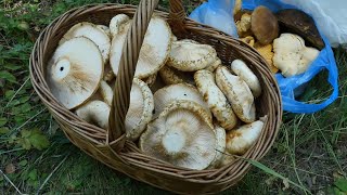 Парадоксы грибосбора: ехал за белыми, а нашел грузди настоящие! Lactarius resimus или груздь сырой