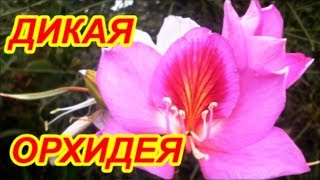 ДИКАЯ ОРХИДЕЯ НА КИПРЕ