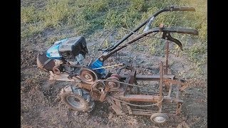 Картофель уборка урожая 2017