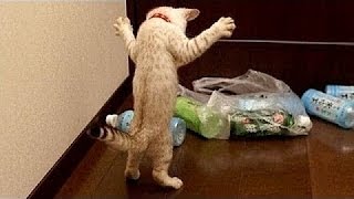 смешные животные в мире; разумные существа страшно