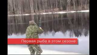 Карелия Шуя весенний налим Закидушки Спиннинг Червь