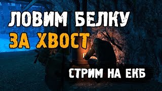 Ловим БЕЛКУ за хвост. Новогодний беспредел в Городе "Н". Стрим на "ЕКБ". Сталкер Онлайн.