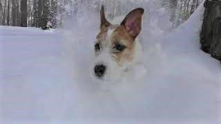 Dog Jack Russell Terrier jumping in the snow / Dog jumping in the snow