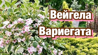 ВЕЙГЕЛА ВАРИЕГАТА  Посадка Пересадка Уход Обрезка