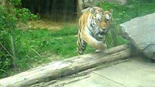 Kölner Zoo - Tiger zeigt sich dem Publikum